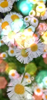 White daisies with yellow centers showcasing natural beauty.