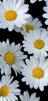 White daisies with yellow centers on a black background wallpaper.