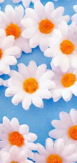 White daisies with orange centers on a blue background.