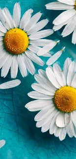 Daisies on a textured turquoise background in a mobile wallpaper.