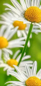 Vibrant daisies with white petals and yellow centers on a green background.