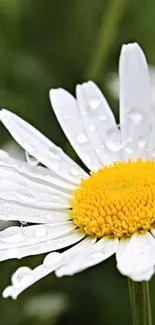 Daisy flower with yellow center and dewdrops on its petals.