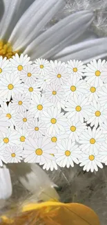 Charming daisy blossom phone wallpaper with white petals and yellow centers.