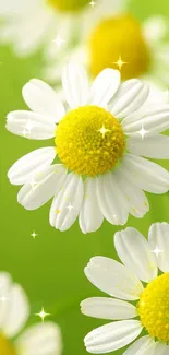 Close-up of daisies with green background in a vibrant mobile wallpaper.