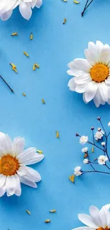 Daisies on a blue background wallpaper for mobile.