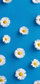 Floral wallpaper with daisies on blue background.