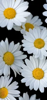 Daisies with white petals and yellow centers on black background.