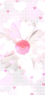 White daisy with pink center on heart patterned background.