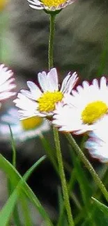 Close-up of daisies with green grass background on mobile wallpaper.