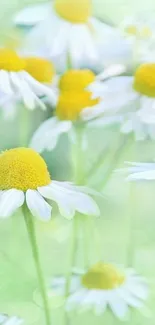 Daisy flowers with green backdrop, ideal for mobile wallpaper.