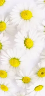 Daisy flowers wallpaper with yellow centers on a white background.