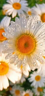 Close-up of dew-covered daisies with orange centers.