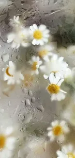 Delicate daisies with dewdrops in a soft gray background, perfect for mobile wallpaper.