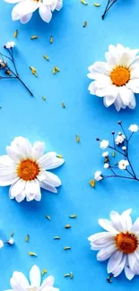 White daisies on a sky blue background with delicate accents.