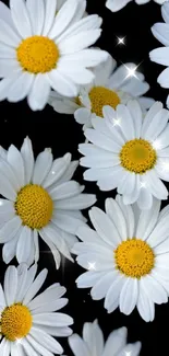 Elegant white daisies on black background mobile wallpaper.