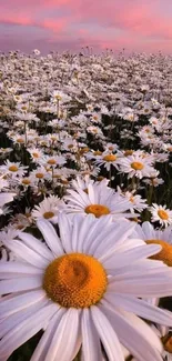 Daisy field with pink sunset sky, perfect for nature lovers.