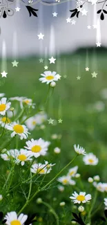 Daisy field wallpaper with celestial stars and dreamy green background.