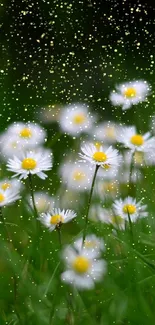 Mobile wallpaper of daisies in a lush green meadow.