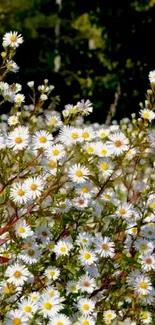 Beautiful daisy field with white flowers and green foliage, perfect for nature lovers.