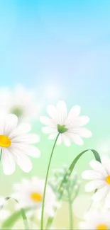 Field of daisies under a clear sky with vibrant colors, perfect for spring wallpaper.