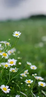 Blooming daisies under a cloudy sky in a lush green field.