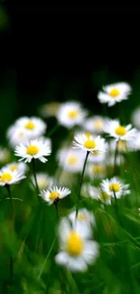 A field of daisies with green grass, perfect for nature-inspired phone backgrounds.