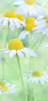 Daisy flowers with yellow centers on a green background, creating a serene wallpaper.