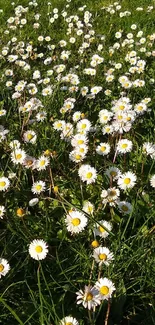 A peaceful field of daisies under the sun, with vibrant green grass.