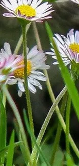 Close-up of daisies in a green field, perfect for a nature-themed mobile wallpaper.