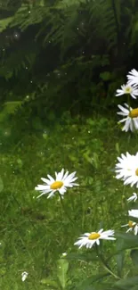 Daisy flowers in a lush green field wallpaper.