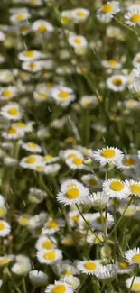 Daisy field in bloom with green backdrop.