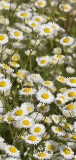 Field of white and yellow daisies on a lush green background.