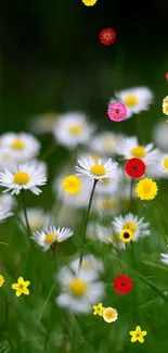 Beautiful daisy field in green setting, perfect for phone wallpaper.