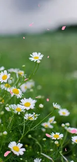 Serene daisy field under a cloudy sky.