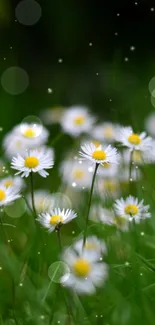 Serene daisy field with green background for mobile wallpaper.