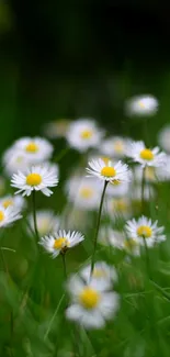 A serene daisy field with vibrant green grass and white flowers, perfect for mobile wallpaper.