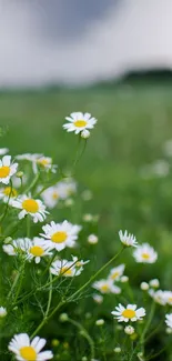 Daisy field with green foliage and white flowers under a cloudy sky.