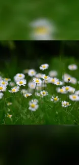 Serene daisy field with lush green grass, perfect for phone wallpaper.