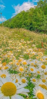 Mobile wallpaper featuring a peaceful daisy field with blue sky and greenery.