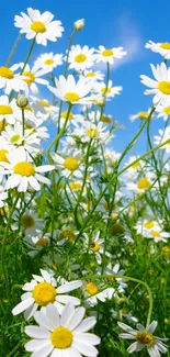 Mobile wallpaper featuring a lush daisy field under a bright blue sky.