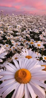 Mobile wallpaper of a daisy field at a pink sunrise.