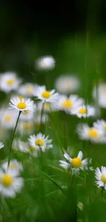 Mobile wallpaper featuring a field of blooming daisies.