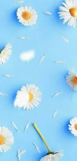 Daisy flowers scattered on a vibrant blue background, perfect for mobile wallpaper.