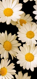 Elegant daisies with yellow centers on black background mobile wallpaper.