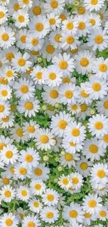 White daisies with yellow centers and green leaves wallpaper.