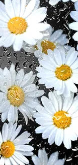 White daisies with yellow centers on a dark background mobile wallpaper.