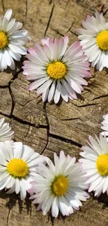 White daisies on a textured wooden surface in a rustic design.