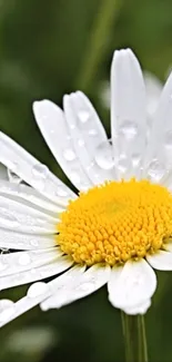 Close-up of a white daisy flower with dew drops on petals.