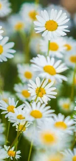 A vibrant field of daisies with white petals and yellow centers in soft focus.