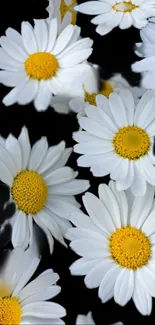 Elegant daisy flowers with white petals on a black background.